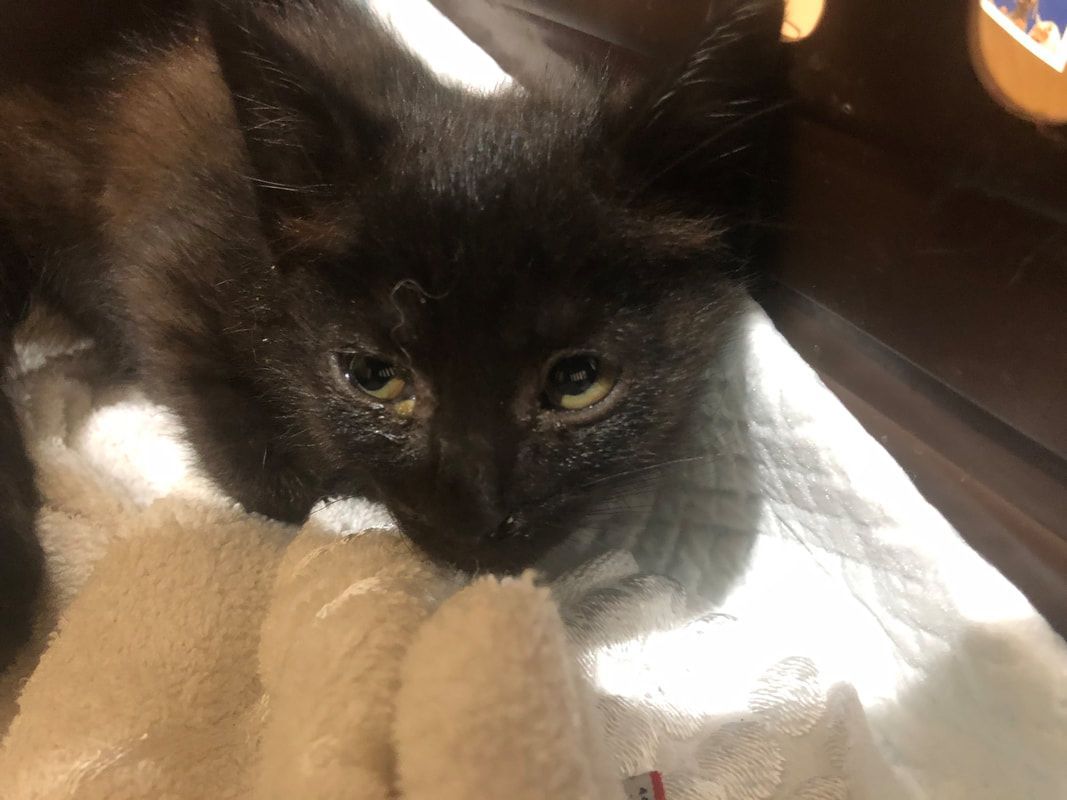 A black kitten is laying on a white blanket and looking at the camera.