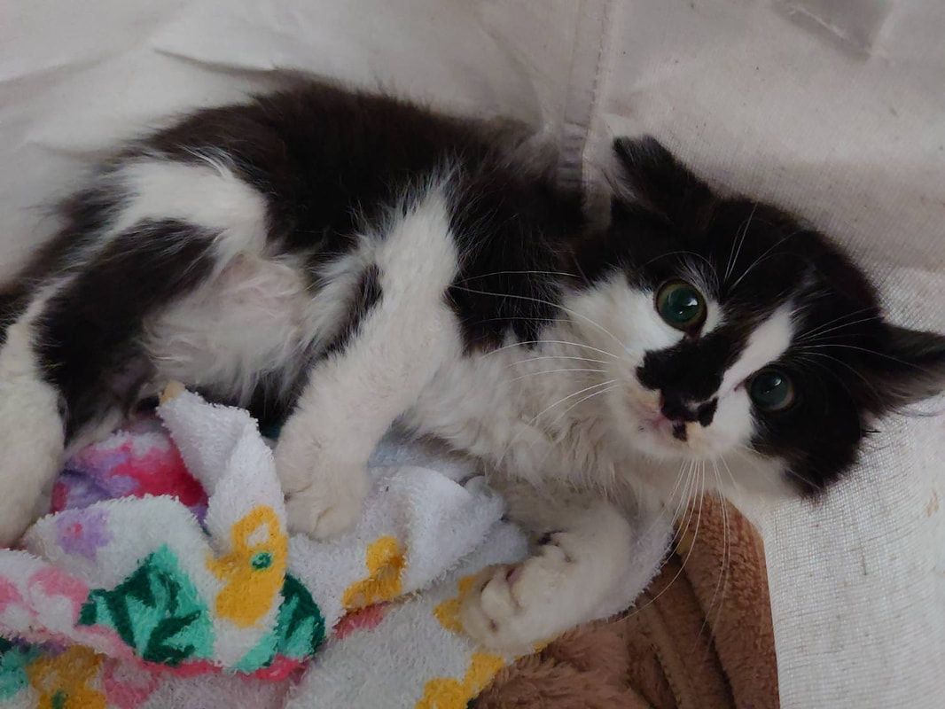 A black and white cat is laying on a blanket on a bed.