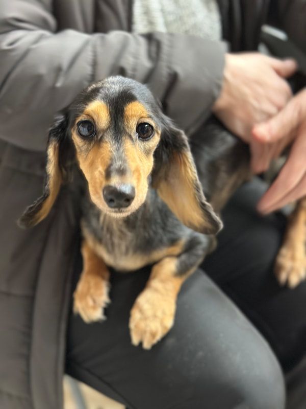 A person is holding a small brown and black dog