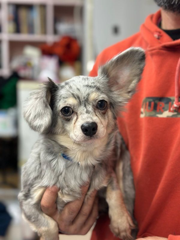 A man is holding a small dog in his hands.