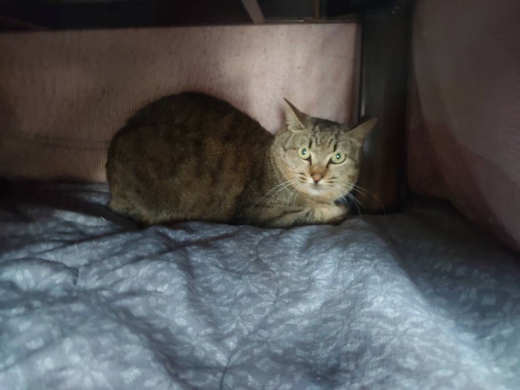 A cat is sitting on a bed under a table.