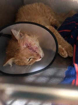 A cat with a cone on its head is laying in a cage.