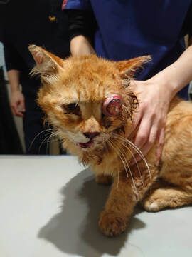 A cat with a broken nose is being examined by a veterinarian.