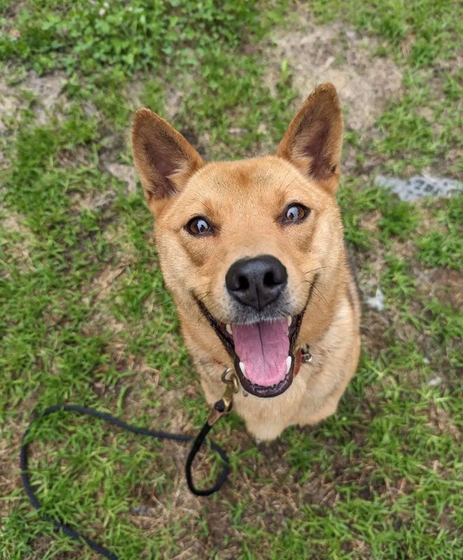 A brown dog is sitting in the grass with its tongue hanging out.