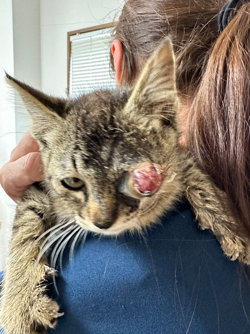 A woman is holding a cat with a tumor on its face.