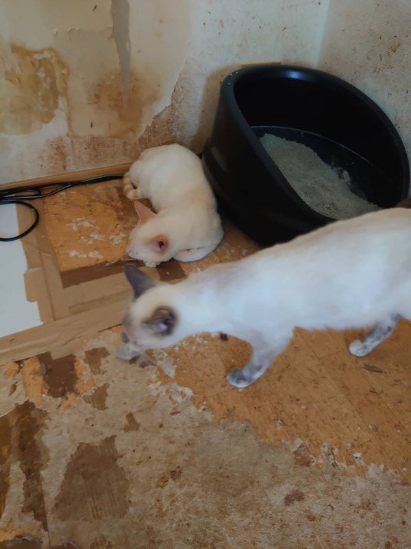 Two white cats are standing next to a black bowl on the floor.