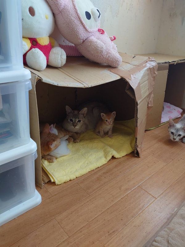 Three kittens are laying in a cardboard box.