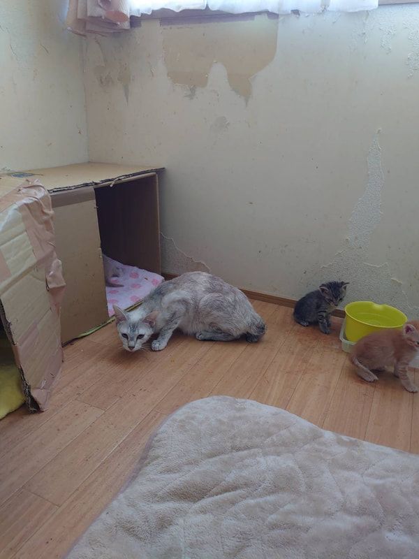 Two cats are laying on the floor in a room next to a cardboard box.