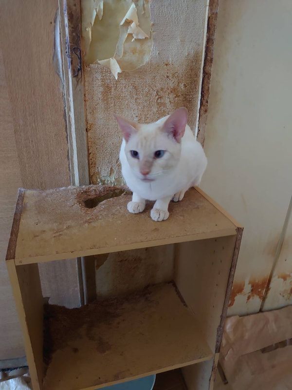 A white cat is sitting on top of a wooden box