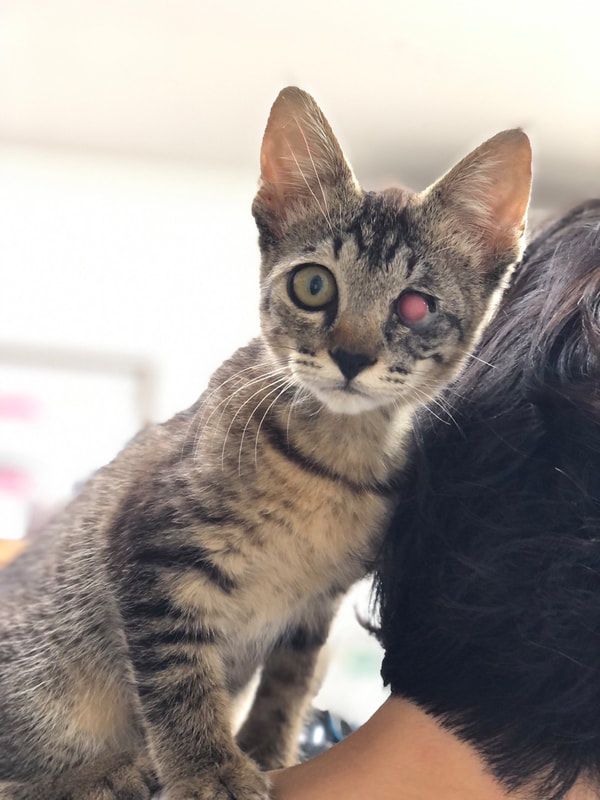 A person is holding a kitten with a blind eye on their shoulder.