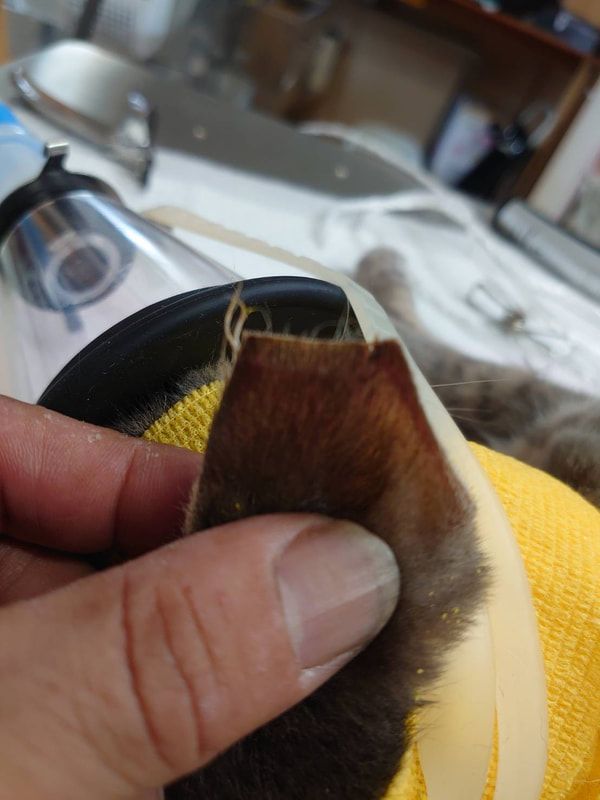 A person is holding a piece of fur in their hand