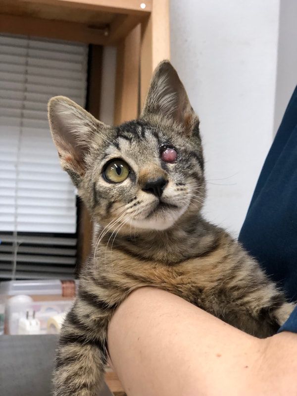 A person is holding a kitten with one eye missing.