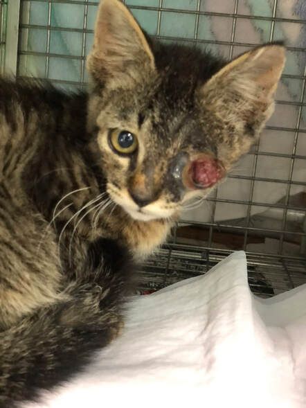 A kitten with a broken nose is sitting in a cage.