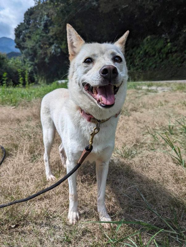 A white dog is standing in a field on a leash and smiling.