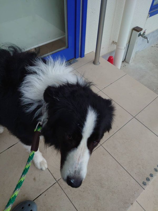 A black and white dog on a green leash