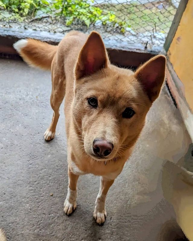 A small brown dog is standing on a carpet and looking at the camera.