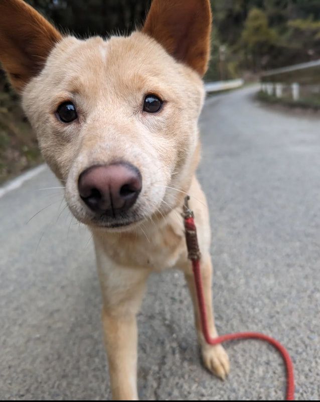 A dog on a leash is looking at the camera