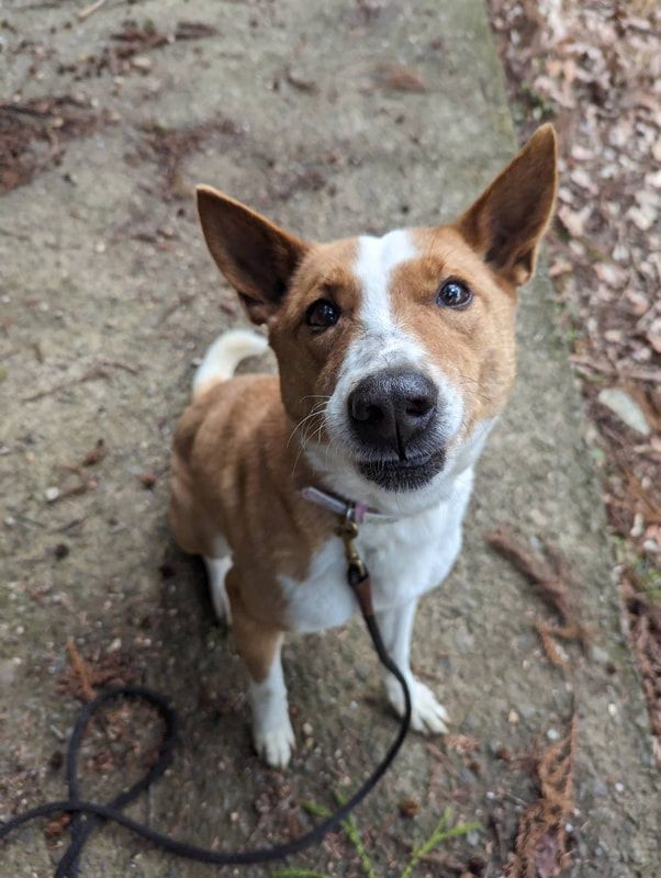 A brown and white dog on a leash is looking up at the camera.