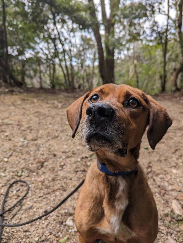 A brown dog with a blue collar is sitting on the ground looking up at the camera.