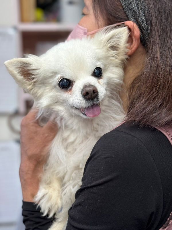 A woman is holding a small white dog in her arms.