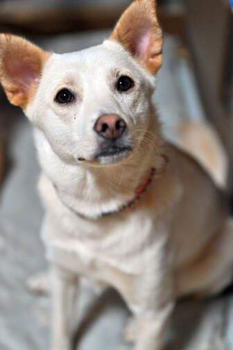 A white dog with brown ears is sitting on a bed and looking at the camera.