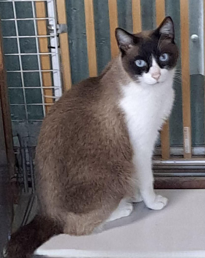日本全国で里親募集中のシャムミックス猫のパン。
Male Siamese mix cat named Pan with blue eyes, up for adoption at Heart