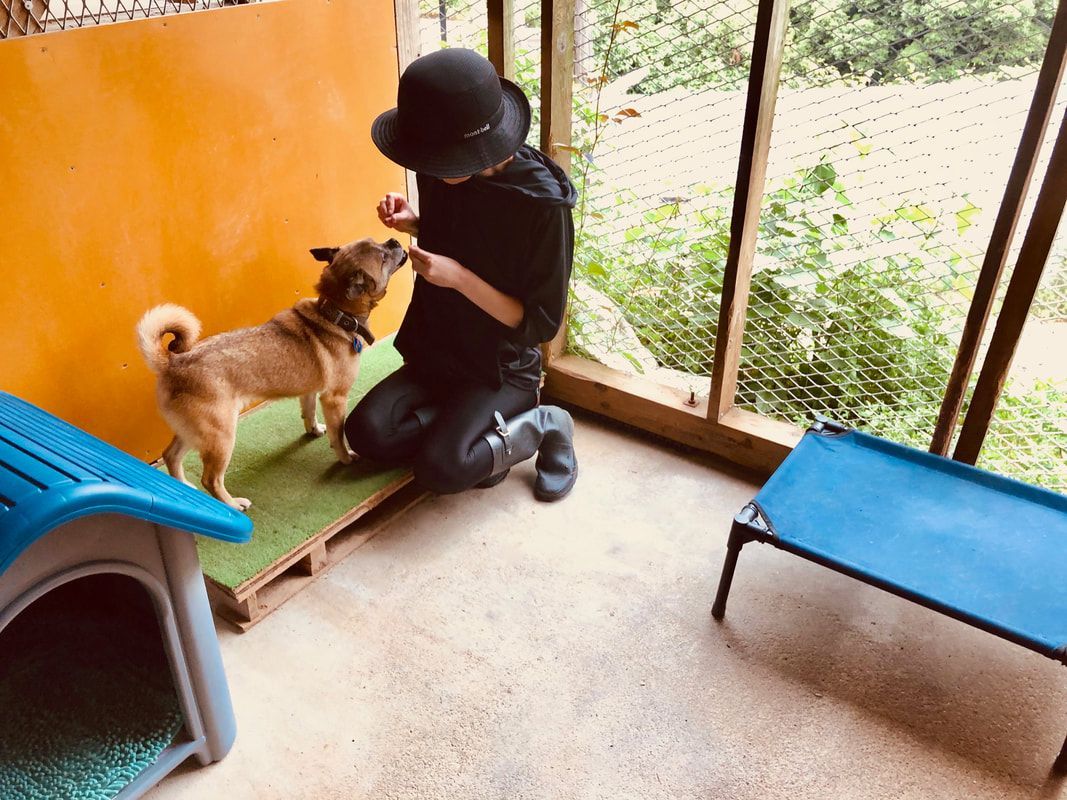 A woman is kneeling down next to a dog in a room.