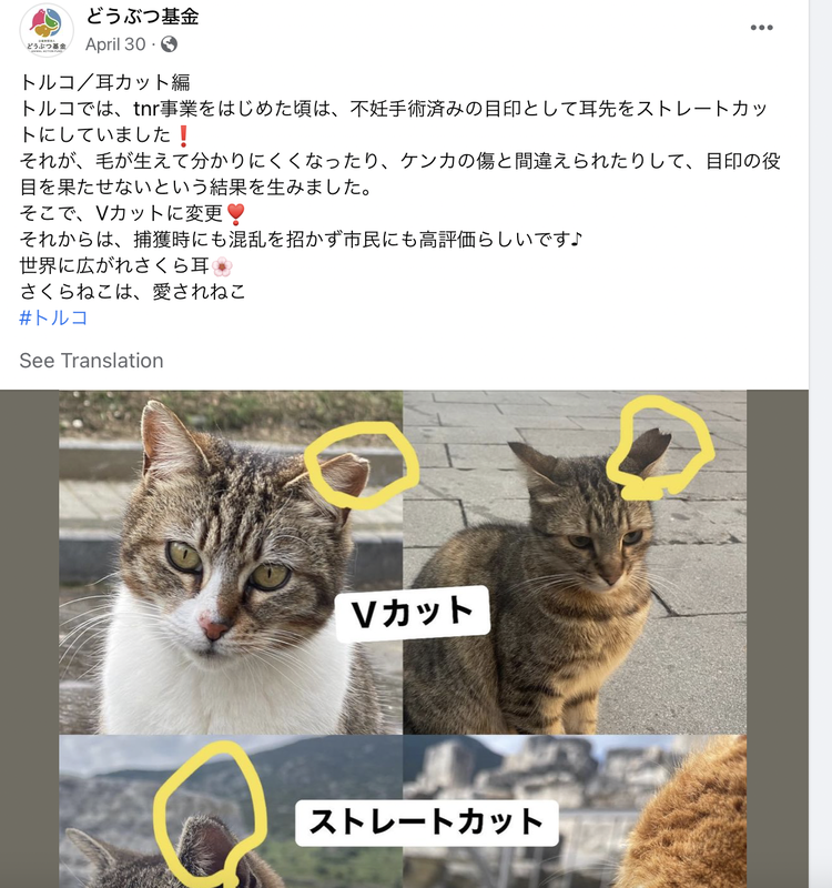 A facebook post with a picture of a cat with a v cut