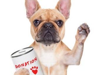 A french bulldog is holding a donation can.