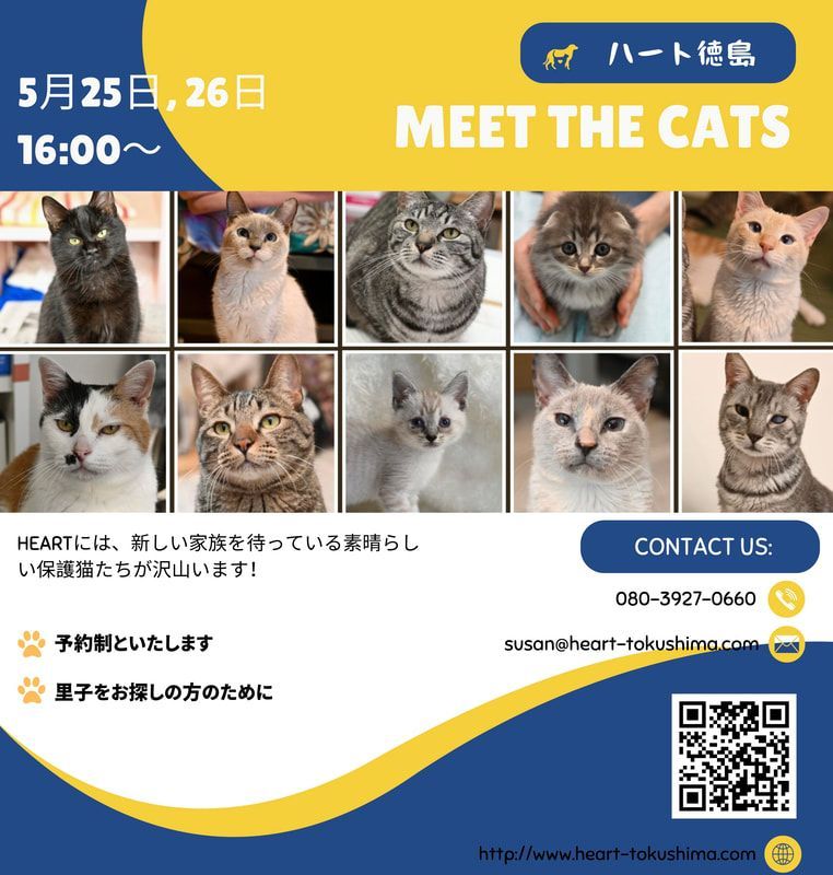 An advertisement for a meet the cats event