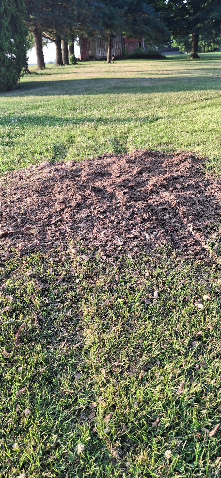 A pile of dirt sits on a grassy lawn in front of a line of trees.
