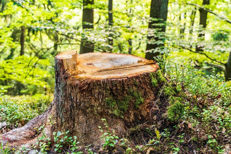 Tree stump in a forest, with green foliage in background. Brown bark, moss, and new growth.