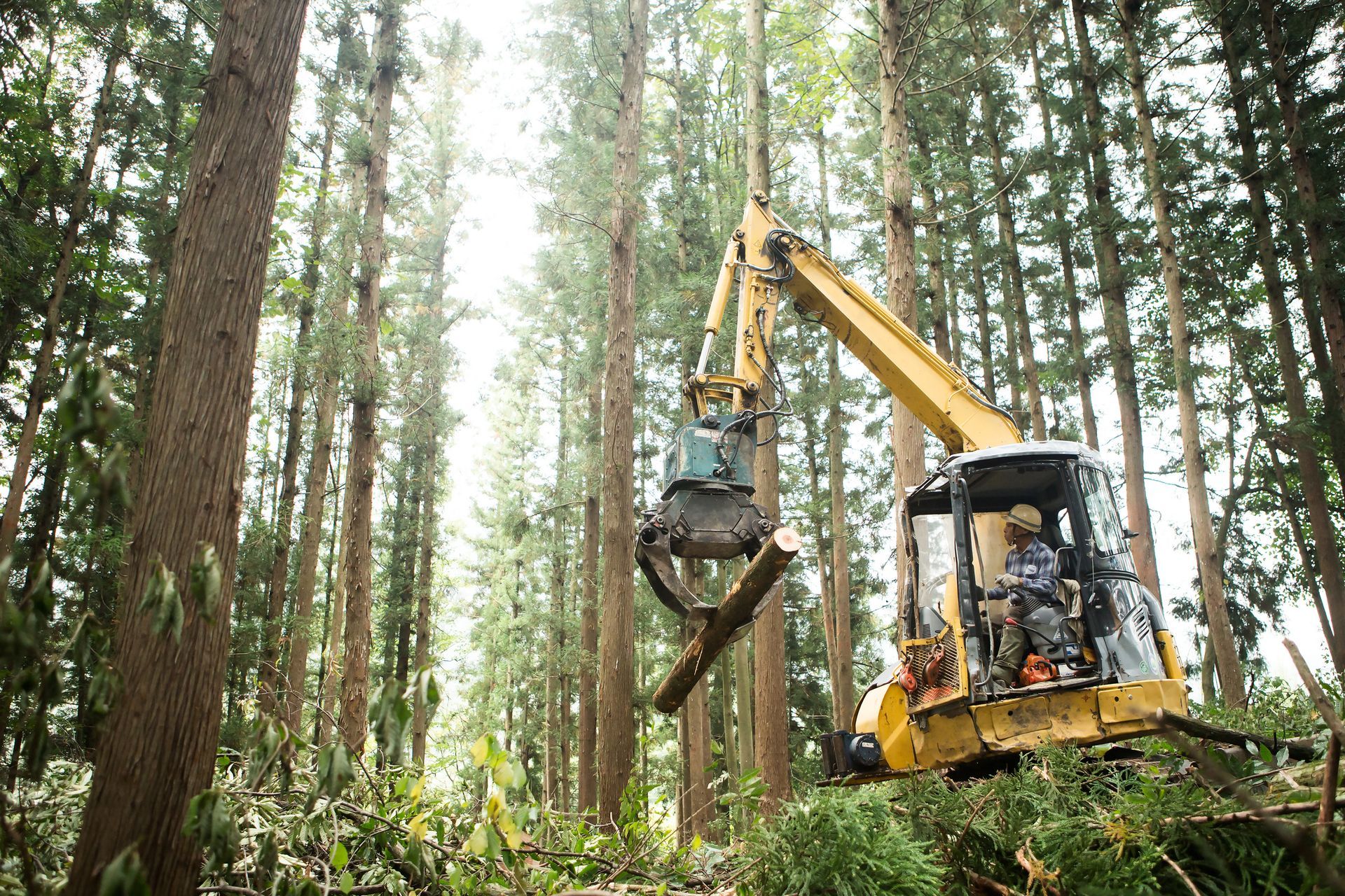 A yellow excavator is cutting down trees in a forest.