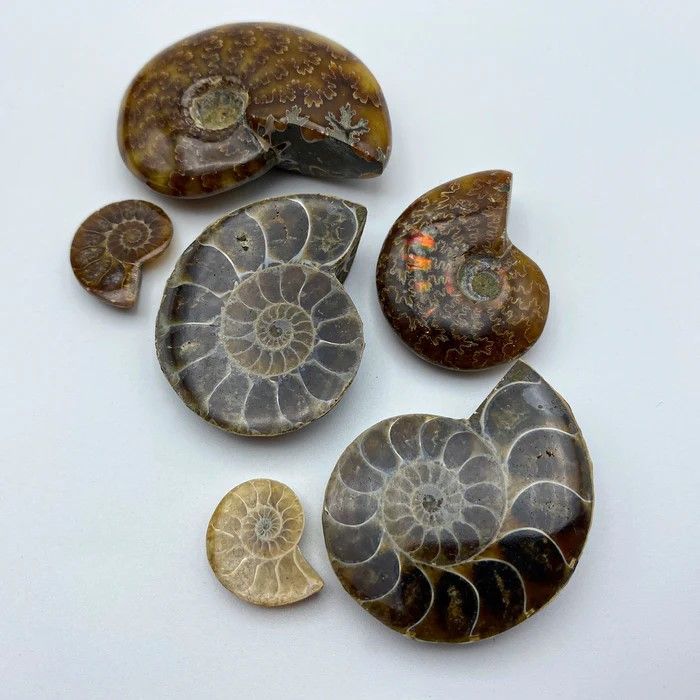 Fossils