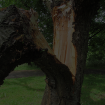 emergency tree service in santa paula california
