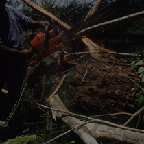 tree removal services in Santa Paula, CA