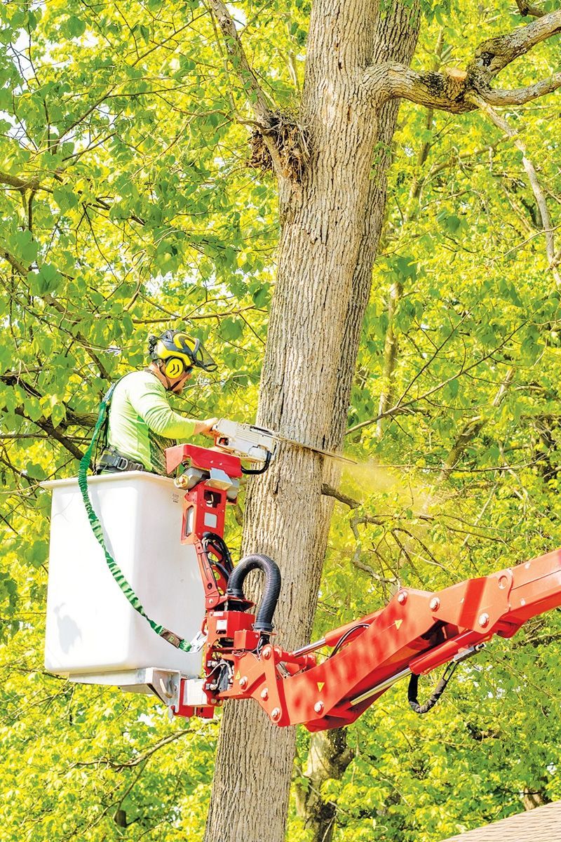 Armed with an array of tools, Titan Arbor Care’s crews can safely take down enormous oaks, maples and other trees that are in decline with minimal disruption.