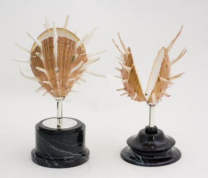 animali, cani, gatti, cavalli, quadri, ritratti, dipinti, su misura, animali vestiti, oggetti, arredi, uova dipeinte, piatti, decorazioni, trompe, fiori, stencil, decoupage, carta, colla, matita, pennello, olio su tela , riviste, pubblicazioni, eventi, Marina Rigolone, artista, pittrice, decoratrice,