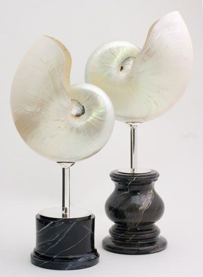 animali, cani, gatti, cavalli, quadri, ritratti, dipinti, su misura, animali vestiti, oggetti, arredi, uova dipeinte, piatti, decorazioni, trompe, fiori, stencil, decoupage, carta, colla, matita, pennello, olio su tela , riviste, pubblicazioni, eventi, Marina Rigolone, artista, pittrice, decoratrice,