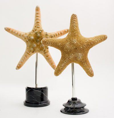 animali, cani, gatti, cavalli, quadri, ritratti, dipinti, su misura, animali vestiti, oggetti, arredi, uova dipeinte, piatti, decorazioni, trompe, fiori, stencil, decoupage, carta, colla, matita, pennello, olio su tela , riviste, pubblicazioni, eventi, Marina Rigolone, artista, pittrice, decoratrice,