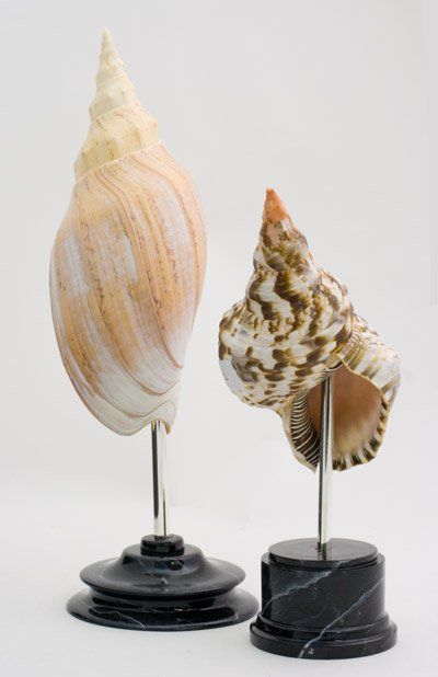 animali, cani, gatti, cavalli, quadri, ritratti, dipinti, su misura, animali vestiti, oggetti, arredi, uova dipeinte, piatti, decorazioni, trompe, fiori, stencil, decoupage, carta, colla, matita, pennello, olio su tela , riviste, pubblicazioni, eventi, Marina Rigolone, artista, pittrice, decoratrice,