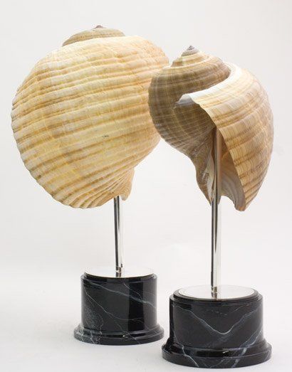 animali, cani, gatti, cavalli, quadri, ritratti, dipinti, su misura, animali vestiti, oggetti, arredi, uova dipeinte, piatti, decorazioni, trompe, fiori, stencil, decoupage, carta, colla, matita, pennello, olio su tela , riviste, pubblicazioni, eventi, Marina Rigolone, artista, pittrice, decoratrice,