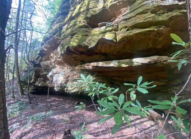 A large rock formation in the middle of a forest surrounded by trees.