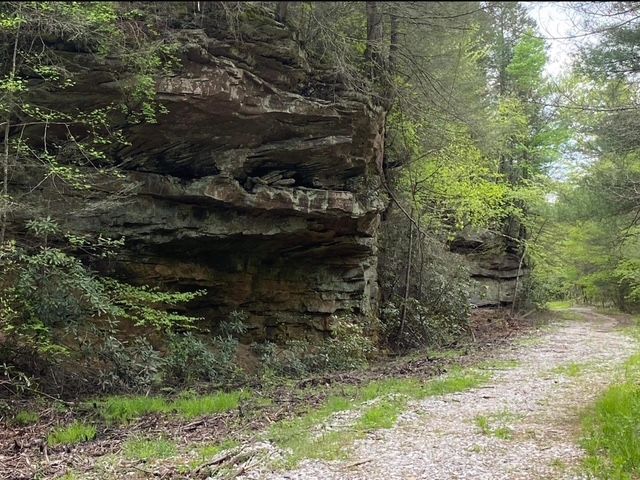 A dirt road going through a lush green forest