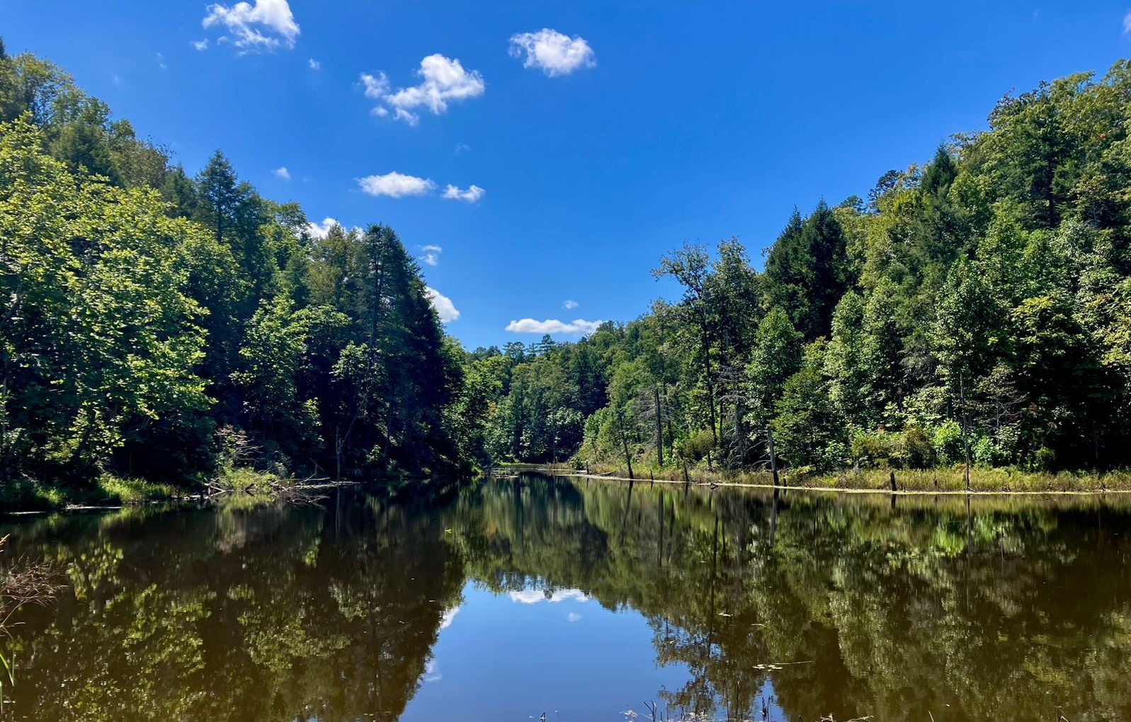 A tranquil lake surrounded by lush green trees under a bright blue sky with scattered clouds.