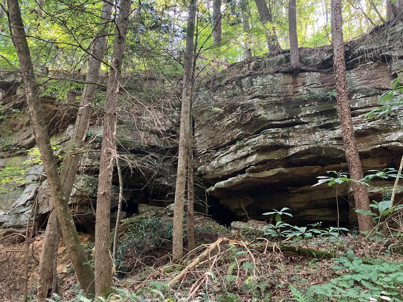 Rocky cliff face with trees in a wooded area.