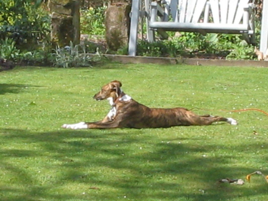 Logi the dog, stretching on the lawn