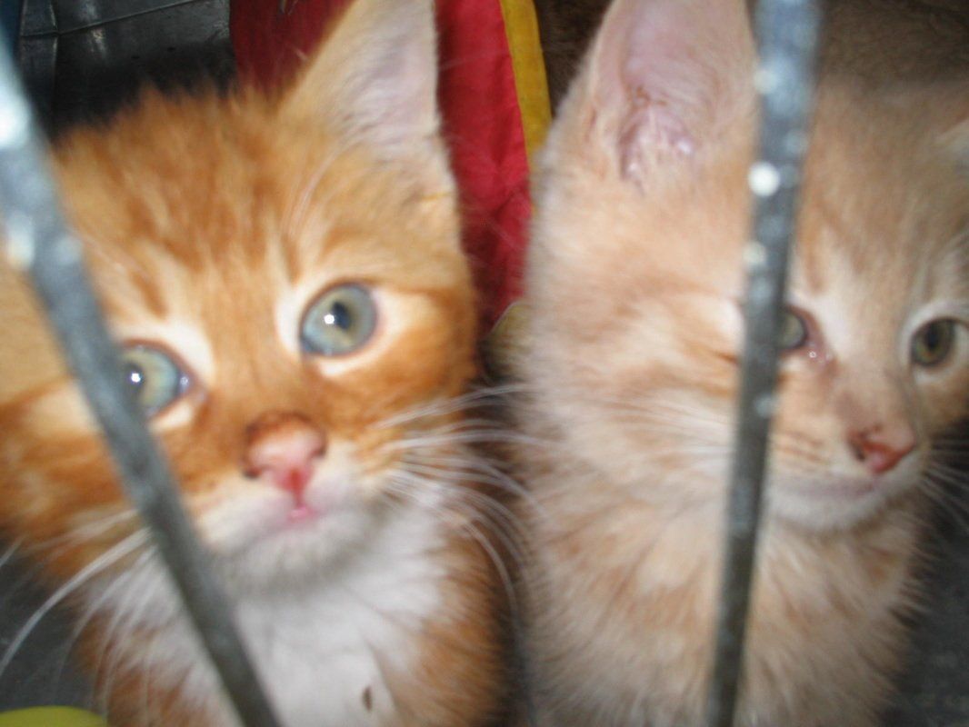 two cats in a basket