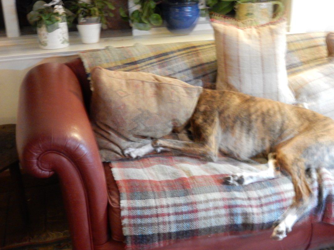 Logi the dog having a stretch with his head under the pillow!