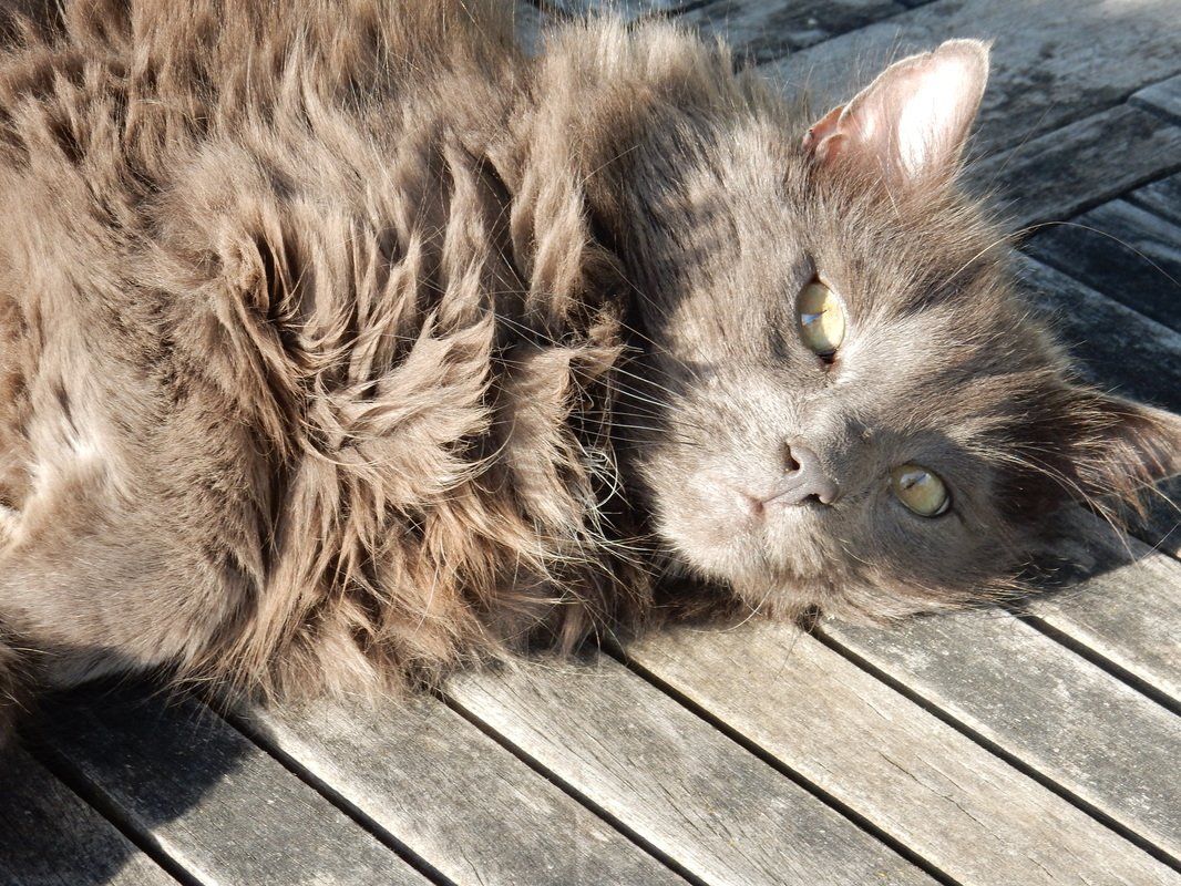 Oscar the cat, lying in the sun